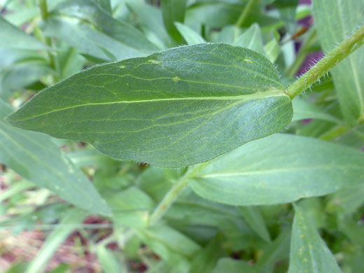 Tall Fleabane