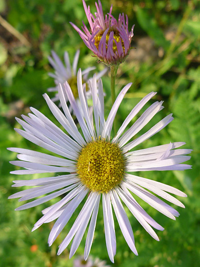 Splendid Daisy; Erigeron eximius along the Fern Lake Trail in Rocky Mountain National Park, Colorado