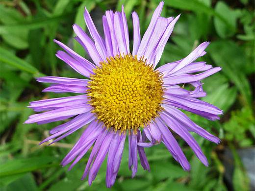 Lavender rays