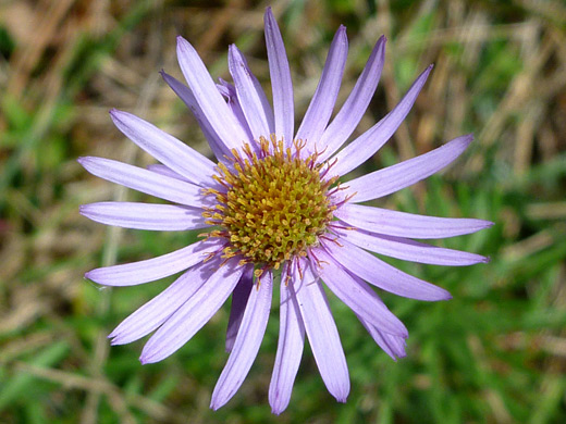 Leafy Fleabane; Erigeron foliosus along the Little Bald Hills Trail, Jedediah Smith Redwoods State Park, California