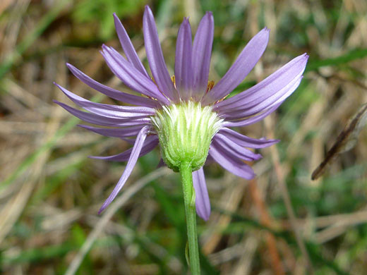 Leafy Fleabane