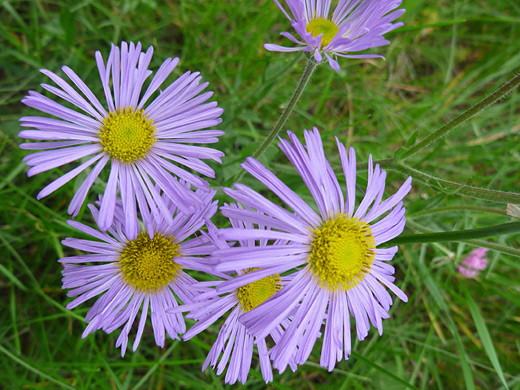 Beautiful Fleabane; Group of five flowers of erigeron formosissimus (beautiful fleabane), along the Cerro Grande Trail, Bandelier National Monument, New Mexico