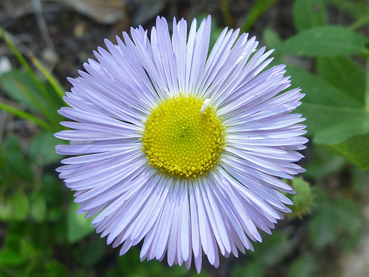 Smooth Fleabane; Erigeron glabellus (smooth fleabane) along the Gem Lake Trail, Rocky Mountain National Park, Colorado