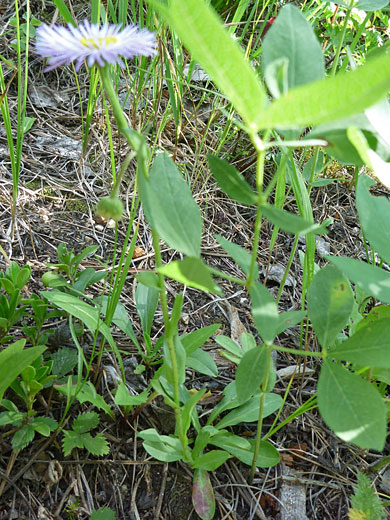 Stem and leaves