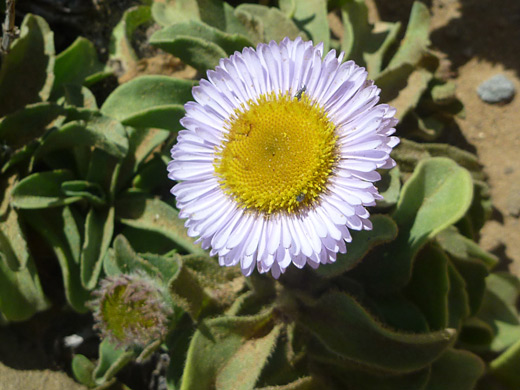 Seaside Aster; Overlapping ray petals of erigeron glaucus (seaside daisy), in Harmony Headlands State Park