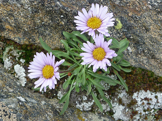 Rocky Mountain Alpine Fleabane; Erigeron grandiflorus along the Timber Lake Trail in Rocky Mountain National Park, Colorado