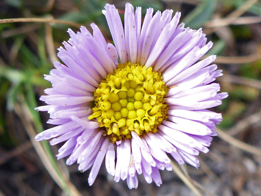 Rockslide Daisy; Erigeron leiomerus along the Glacier Trail, Great Basin National Park, Nevada