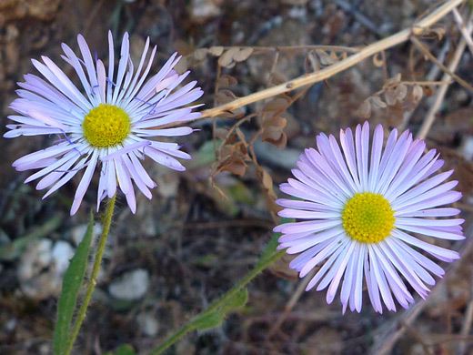 Lobed Fleabane; Two flowerheads of erigeron lobatus, in Ford Canyon, White Tank Mountains, Arizona