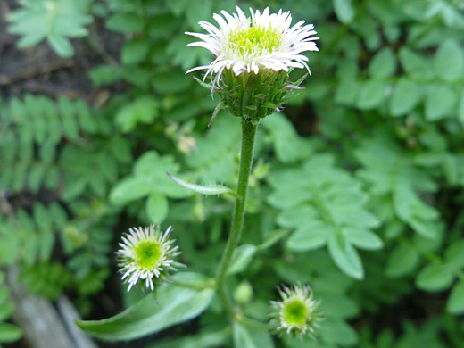 Shortray Fleabane; Shortray fleabane (erigeron lonchophyllus) in Rocky Mountain National Park, Colorado