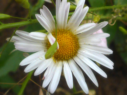 Plains Fleabane; Plains fleabane (erigeron modestus), Mesa de Anguilla, Big Bend National Park, Texas