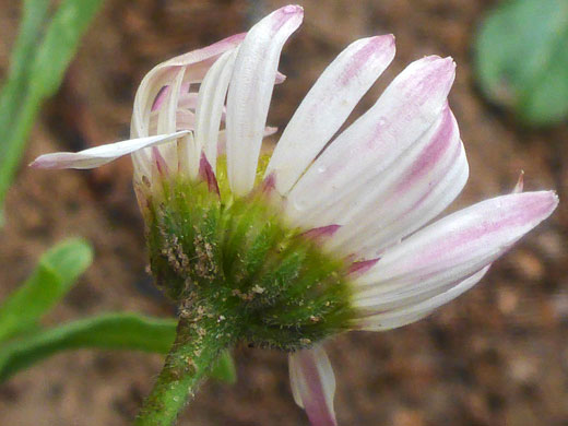 Pink-tipped phyllaries