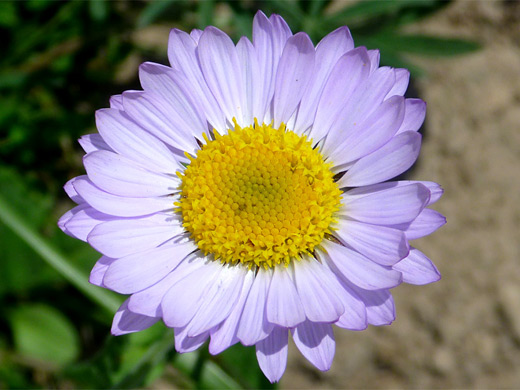 Subalpine Fleabane; Flower of erigeron peregrinus (subalpine fleabane) with many pale purple petals, Yellowstone National Park