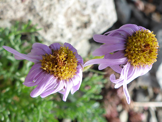 Cutleaf Daisy; Withering, pink/orange flowerheads - erigeron pinnatisectus along the Porphyry Basin Trail, San Juan Mountains, Colorado