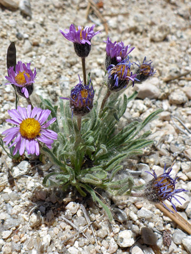 Pygmy Fleabane; Pygmy fleabane (erigeron pygmaeus), Cottonwood Lakes Trail, Sierra Nevada, California