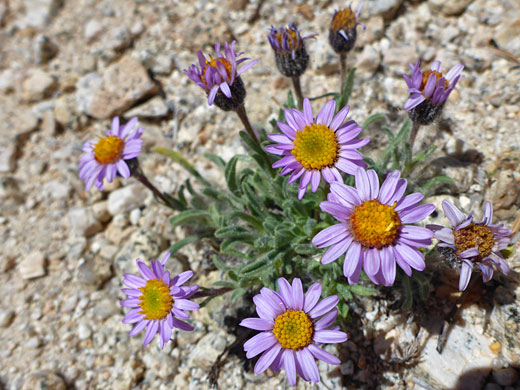 Flowering stems