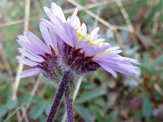 Pygmy Fleabane