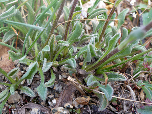 Hairy, oblanceolate leaves