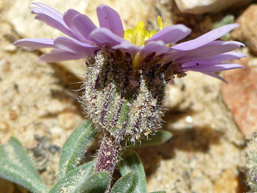 Sand on glandular involucre