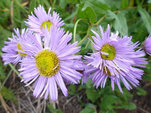 Group of flowerheads