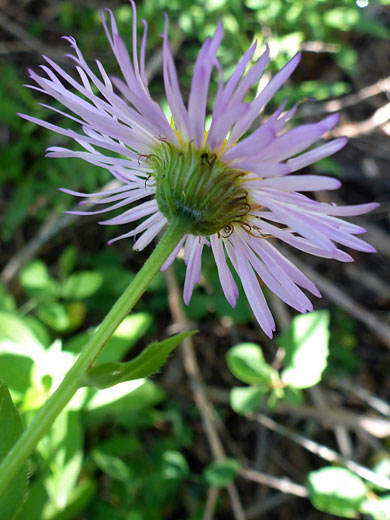 Florets and phyllaries