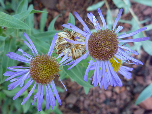 Threenerve Fleabane; Two flowers, starting to wither; erigeron subtrinervis (threenerve fleabane) along the Sneffels Highline Trail in the San Juan Mountains, Colorado