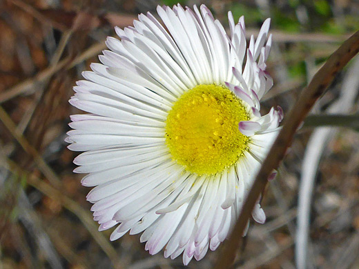 Running Fleabane; Yellow discs and white rays - erigeron tracyi at Cochise Stronghold, Arizona