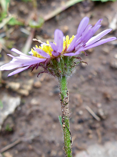 Bear River Fleabane; Hairy stem and phyllaries of erigeron ursinus - along the Manns Peak Trail, La Sal Mountains, Utah