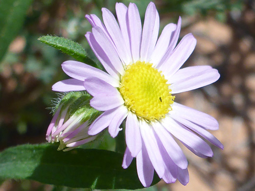 Utah Daisy; Erigeron utahensis, Vermilion Cliffs National Monument, Arizona