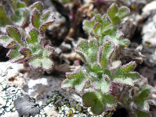 Hairy, lobed leaves