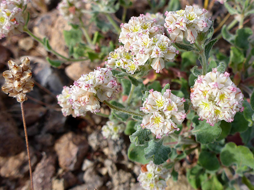 Abert's Wild Buckwheat; Spherical flower clusters of eriogonum abertianum, at Pinkley Peak, Organ Pipe Cactus National Monument, Arizona