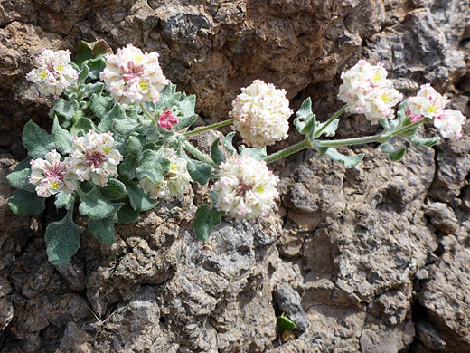 Abert's Wild Buckwheat