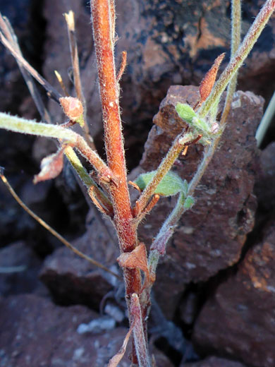 Reddish stem