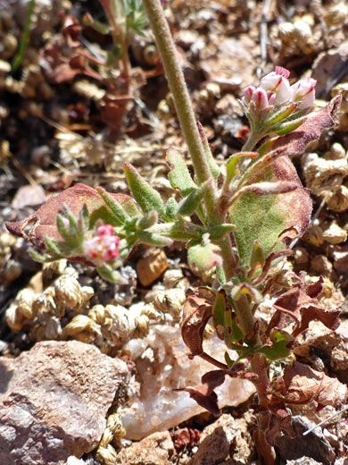 Lower stem