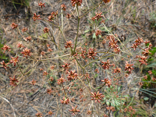 Open inflorescence