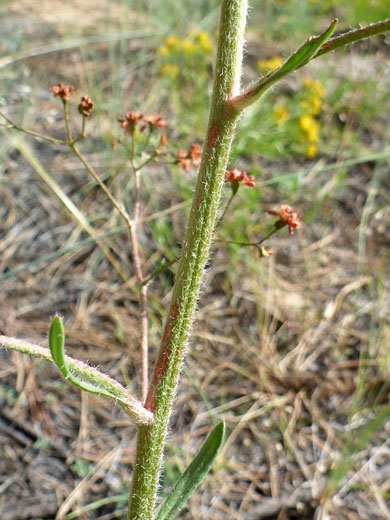 Grooved, hairy stem
