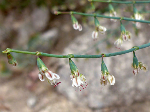 Bailey's Wild Buckwheat; Eriogonum baileyi var baileyi (bailey's wild buckwheat), Horseshoe Meadows Road, Sierra Nevada, California