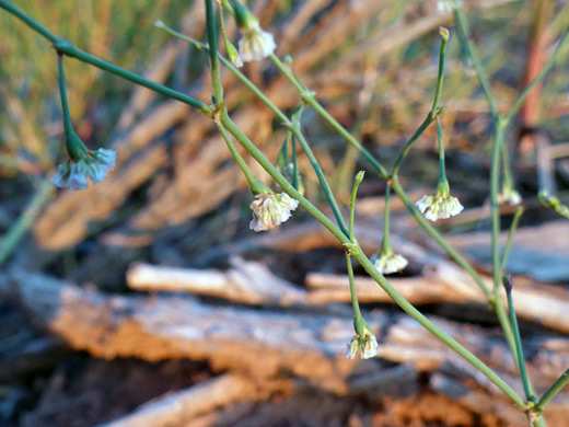 Nodding Buckwheat; Thin green stems and small white flowers - eriogonum cernuum along Mineral Bottom Road, Canyonlands National Park, Utah