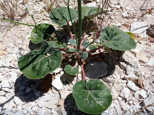 Basal leaves