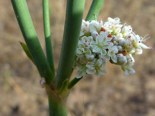 Tall Woolly Wild Buckwheat; Eriogonum elatum var elatum, Cascade Siskiyou National Monument, Oregon