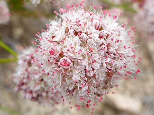 California Buckwheat; Eriogonum fasciculatum, Joshua Tree National Park, California