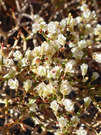 Heermann's Buckwheat; Eriogonum heermannii (Heermann's buckwheat), Whitney Pocket, Nevada