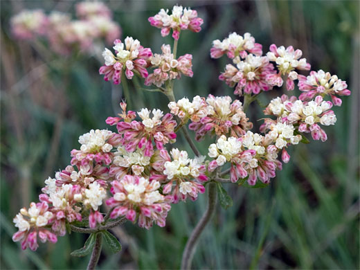 Whorled Buckwheat; Eriogonum heracleoides var heracleoides (whorled buckwheat), Round Valley, Utah