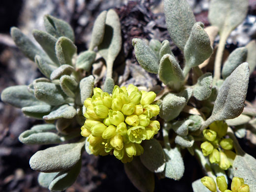 Frosted Wild Buckwheat; Eriogonum incanum (frosted wild buckwheat), South Lake Trail, Sierra Nevada, California