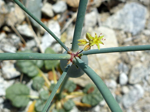 Desert Trumpet; Tiny yellow flowers of eriogonum inflatum, near Pine City, Joshua Tree National Park, California