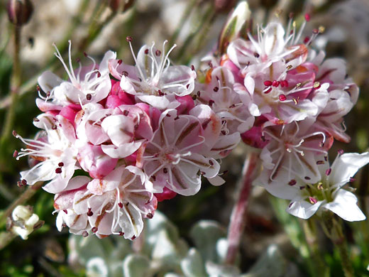 Kennedy's Wild Buckwheat; Eriogonum kennedyi var purpusii (kennedy's wild buckwheat), Cottonwood Lakes Trail, Sierra Nevada, California