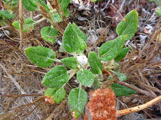 Petiolate leaves