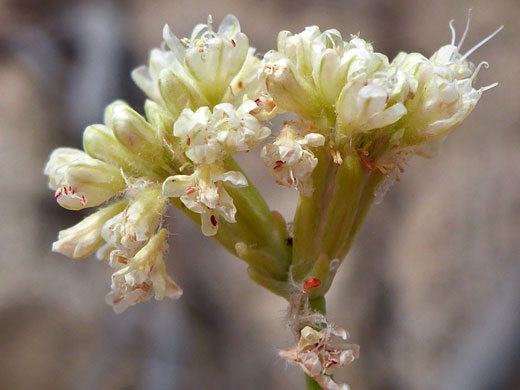 Naked Wild Buckwheat; Eriogonum nudum, Horseshoe Meadows Road, Sierra Nevada, California