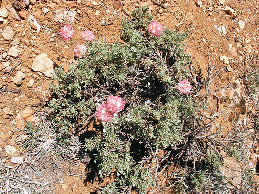 Pink flowers