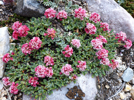 Cushion Buckwheat; Cushion buckwheat (eriogonum ovalifolium); Brown Creek Trail, Great Basin National Park, Nevada