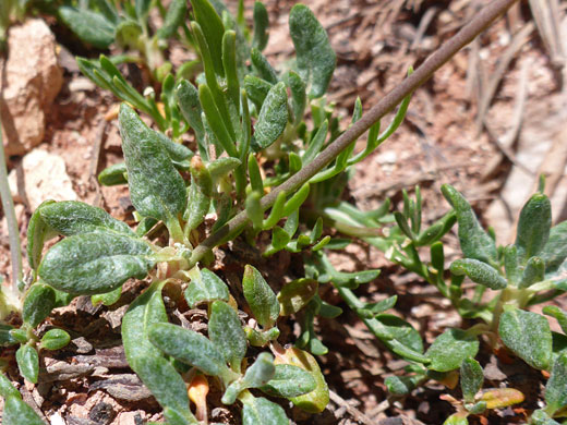 Stalked, ovate leaves